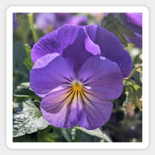 Purple and Yellow Striped Flower Sticker